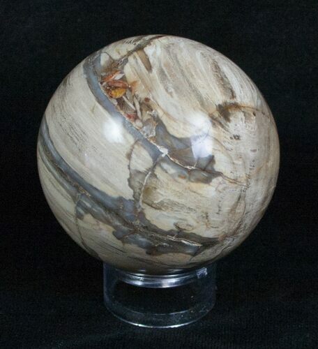 Inch Petrified Wood Sphere #4040